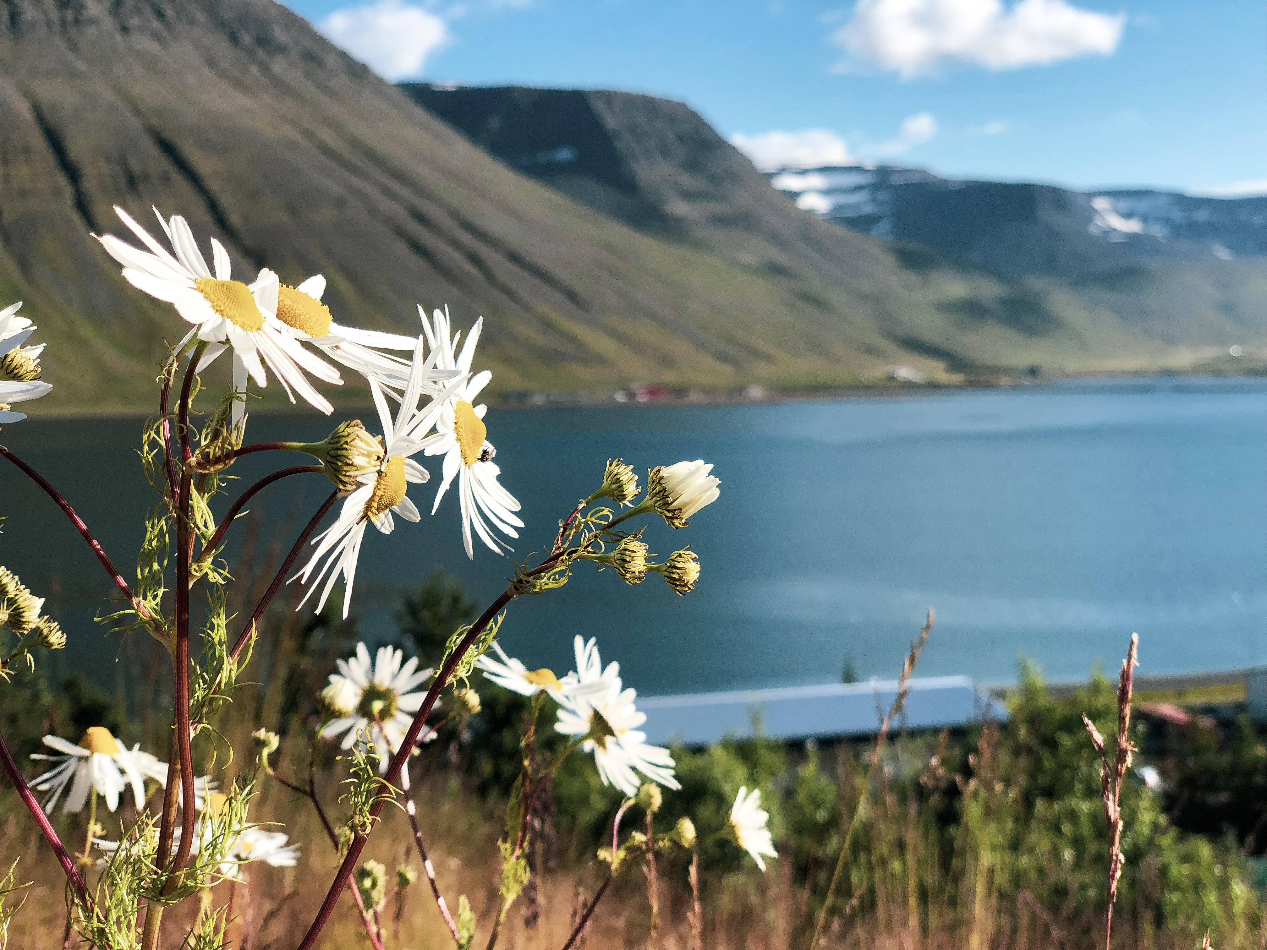 Spring Arrives with Baldr